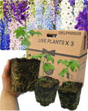 Delphinium Mix Plant