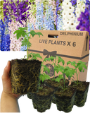 Delphinium Mix Plant