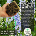 Delphinium SKy Blue White Bee Plant