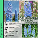 Delphinium SKy Blue White Bee Plant