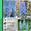 Delphinium SKy Blue White Bee