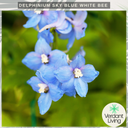 Delphinium SKy Blue White Bee Plant