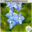 Delphinium SKy Blue White Bee