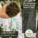 Delphinium White Plant