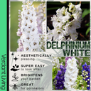 Delphinium White Plant