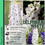 Delphinium White