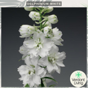 Delphinium White Plant