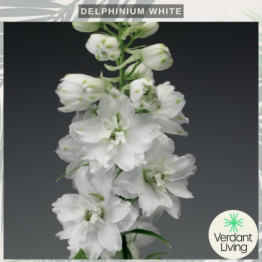 Spire of pure white double delphinium flowers with green-tinged centres on a dark grey background
