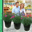 Dianthus Electric Dreams Plant