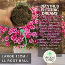 Dianthus Electric Dreams Plant