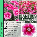 Dianthus Electric Dreams Plant