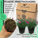 Dianthus Electric Dreams Plant