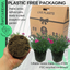Dianthus Electric Dreams