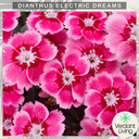 Dianthus Electric Dreams Plant
