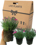 Dianthus Electric Dreams Plant