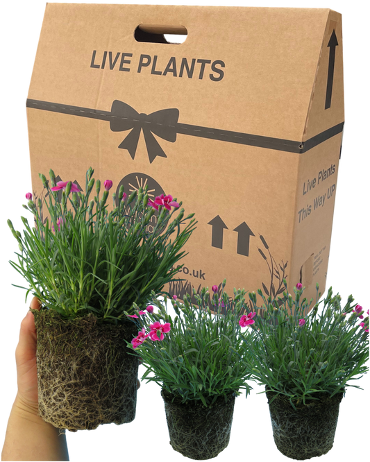 Hand holding a bare root ball of Dianthus 'Electric Dreams', magenta blooms, with two more plants and a Live Plants box