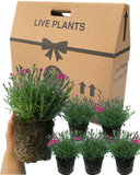 Dianthus Electric Dreams Plant
