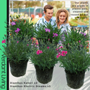 Dianthus Kahori & Electric Dreams Plant