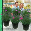 Dianthus Kahori & Electric Dreams