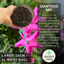 Dianthus Kahori & Electric Dreams
