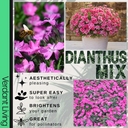 Dianthus Kahori & Electric Dreams Plant