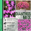 Dianthus Kahori & Electric Dreams
