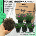 Dianthus Kahori & Electric Dreams Plant