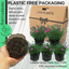 Dianthus Kahori & Electric Dreams