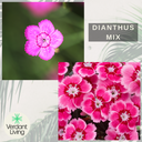 Dianthus Kahori & Electric Dreams Plant