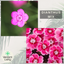 Dianthus Kahori & Electric Dreams