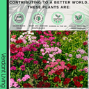 Dianthus Kahori & Electric Dreams Plant