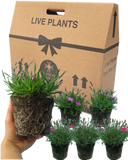 Dianthus Kahori & Electric Dreams Plant