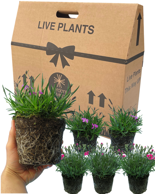 Six bare root balls of pink and magenta garden pinks grouped in front of a Live Plants gift box