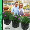 Dianthus Kahori Plant