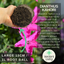 Dianthus Kahori