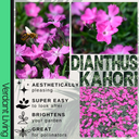 Dianthus Kahori Plant