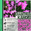 Dianthus Kahori