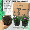 Dianthus Kahori Plant