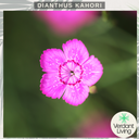 Dianthus Kahori Plant