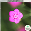 Dianthus Kahori
