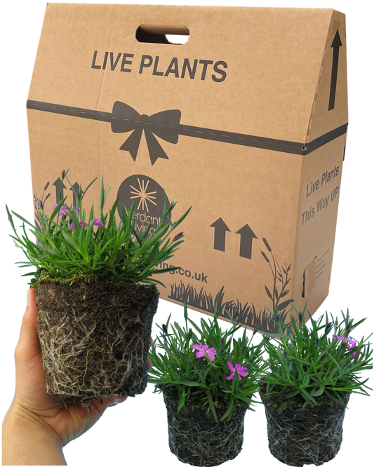 Hand holding a bare root ball of Dianthus 'Kahori' in bud, two more plants beside a Live Plants gift box