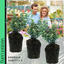 Euonymus Emerald Gaeity