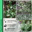 Euonymus Emerald Gaeity