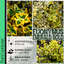 Euonymus Emerald Gold
