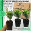 Euonymus Emerald Gold