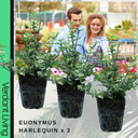 Euonymus Harlequin Plant