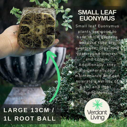 Hand holding a root ball above a white-edged green euonymus bush by a stone urn, with overlaid care text