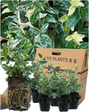 Euonymus Harlequin Plant