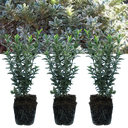 Euonymus Microphyllus Albovariegatus Plants (Set of 3 or 6)