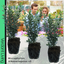 Large Leaf Euonymus Plants